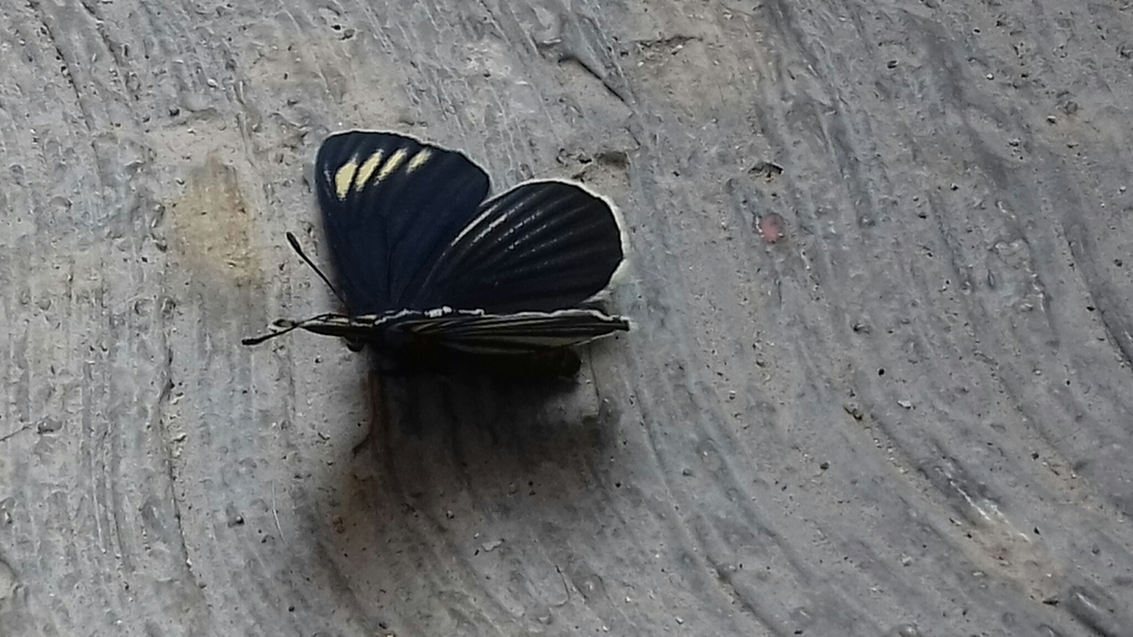 Mariposa parche negra con rayas blancas desde Juan Sebastián Bach 93