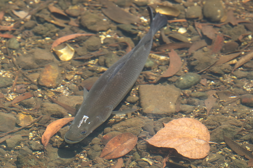 Barramundi From Howard Springs Nt Australia On September