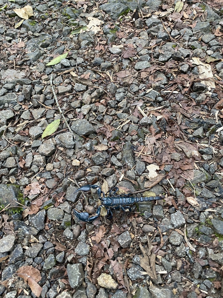 Asian Blue Forest Scorpion From Java Sukabumi West Java ID On