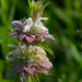 Lemon Beebalm - Photo (c) Eric Hunt, all rights reserved