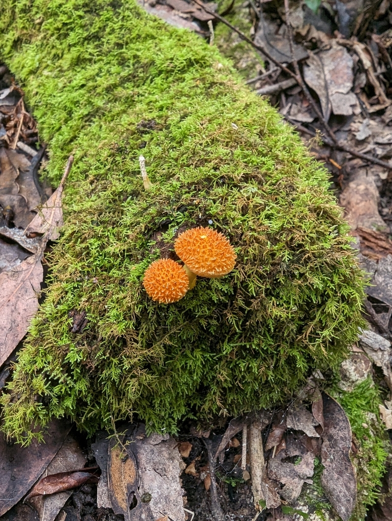 Golden Scruffy Collybia From Chatswood NSW 2067 Australia On April 24