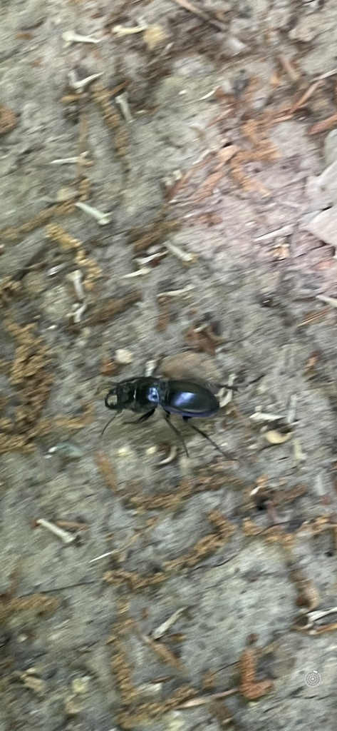 Warrior Beetles From Sunset Dr Greensboro NC US On May 10 2024 At