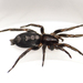 Eastern Parson Spider - Photo (c) Ash Bradford, all rights reserved, uploaded by Ashley M Bradford