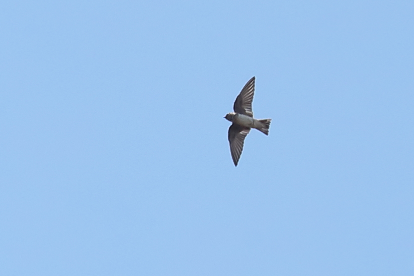 Tree Martin From Darwin Nt Australia On September At Pm