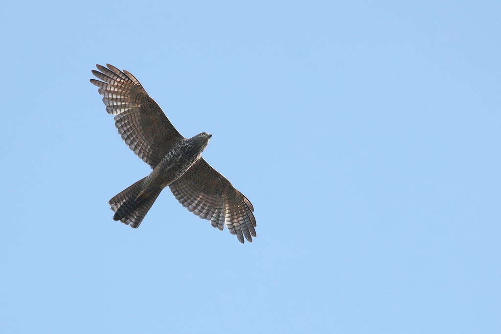 Northern Brown Goshawk From Darwin Nt Australia On September