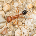 California Harvester Ant - Photo (c) Alice Abela, all rights reserved