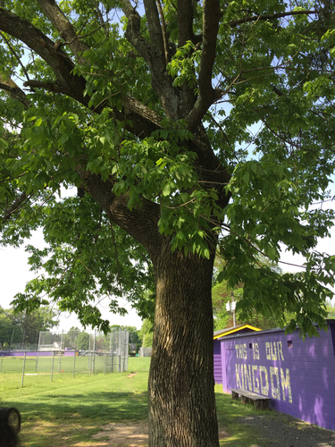 photo of Ashes (Fraxinus)