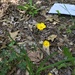 Ranunculus acris acris - Photo (c) Gabbie Berry, כל הזכויות שמורות, uploaded by Gabbie Berry
