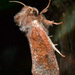 Acrolophus plumifrontella - Photo (c) jawinget, όλα τα δικαιώματα διατηρούνται, uploaded by jawinget