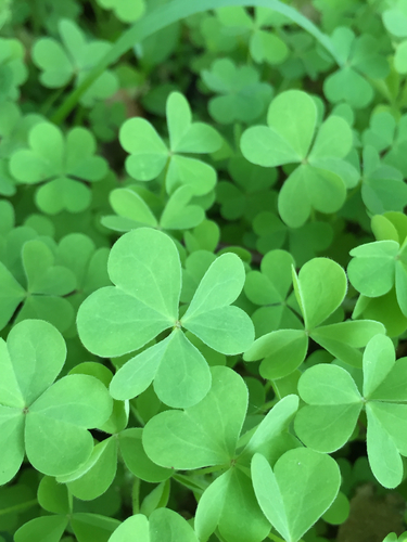 photo of Palmate-leaved Oxalis (Oxalis)