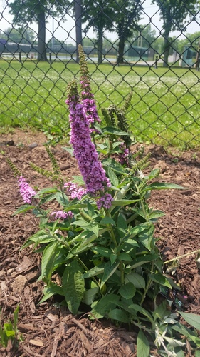 photo of Butterfly Bush (Buddleja davidii)