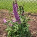 photo of Butterfly Bush (Buddleja davidii)