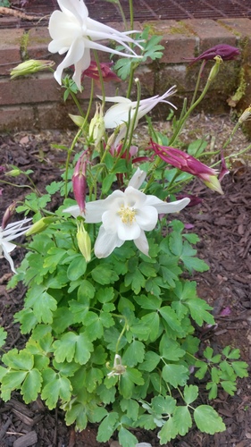 photo of Buttercup Family (Ranunculaceae)