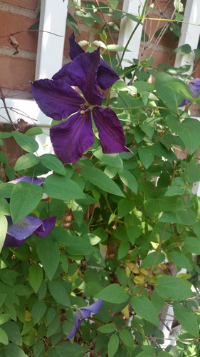 photo of Bell-flowered Clematis (Clematis campaniflora)