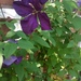 photo of Bell-flowered Clematis (Clematis campaniflora)