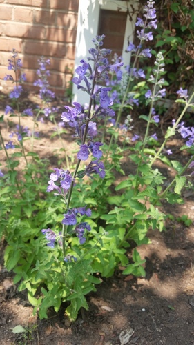 photo of Catnip (Nepeta cataria)