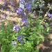 photo of Catnip (Nepeta cataria)