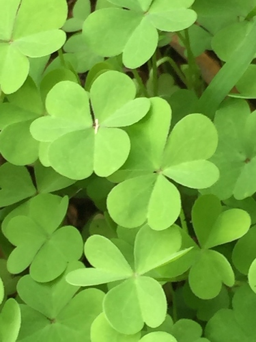 photo of Woodsorrels (Oxalis)