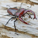Lucanus - Photo (c) James W. Beck, all rights reserved, uploaded by James W. Beck