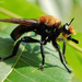 Laphria lata - Photo (c) James W. Beck, כל הזכויות שמורות, uploaded by James W. Beck