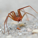 Mediterranean Recluse - Photo (c) James W. Beck, all rights reserved, uploaded by James W. Beck