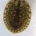 Psephenidae - Photo (c) Larry Clarfeld,  זכויות יוצרים חלקיות (CC BY-NC), הועלה על ידי Larry Clarfeld