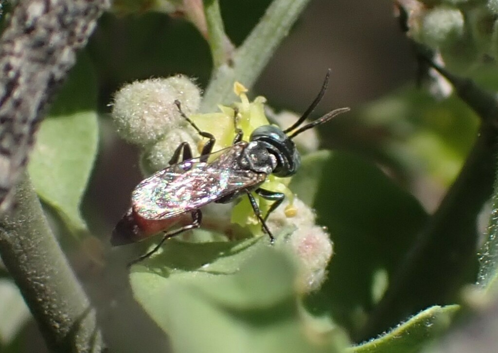 Tachysphex Terminatus From South Mountain Village Phoenix AZ USA On