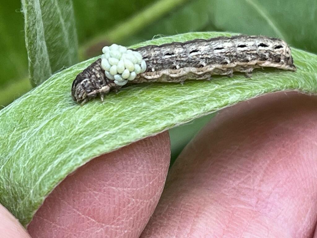 Cutworm Moths And Allies From Nelson BC Canada On May 19 2024 At 01