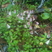 Longtube Twinflower - Photo (c) Kailey Clarno, all rights reserved, uploaded by Kailey Clarno