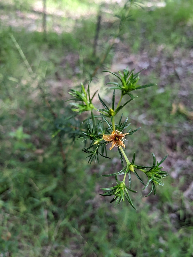 Peelbark St John S Wort In May 2024 By Eric Ungberg INaturalist