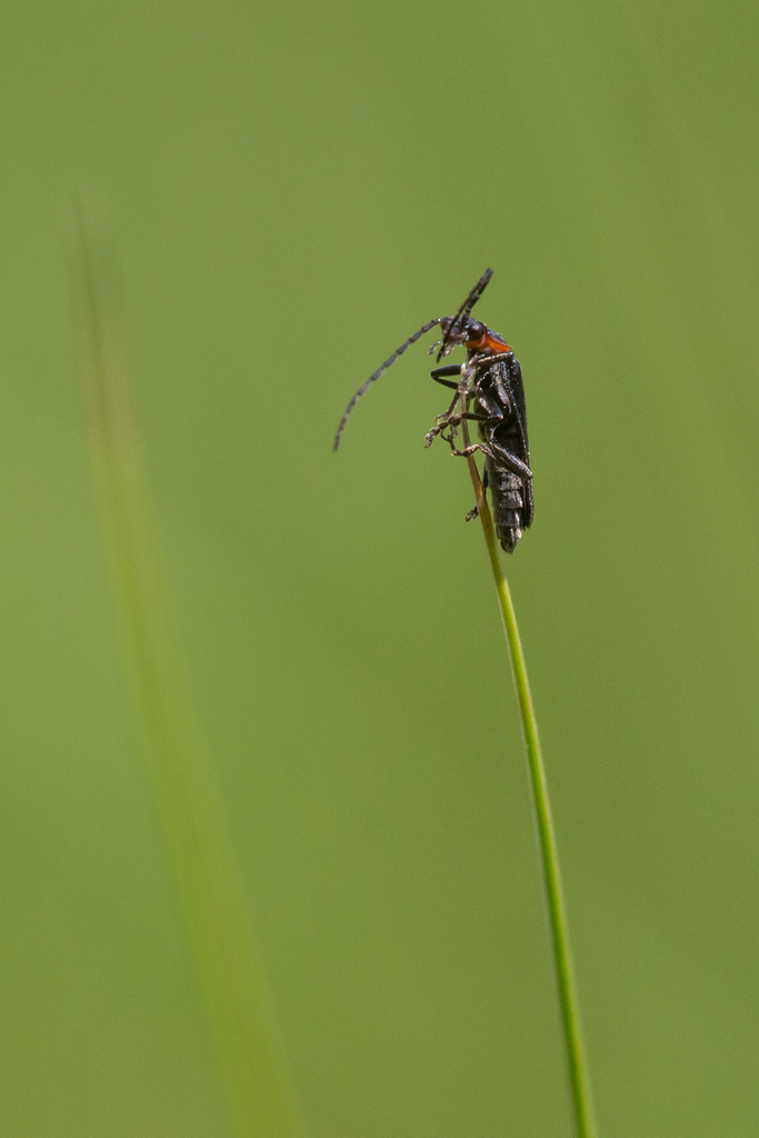 Red Necked False Blister Beetle From Morristown VT USA On May 17