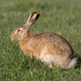 Brown Hare - Photo (c) Ilya Belevich, all rights reserved, uploaded by Ilya Belevich
