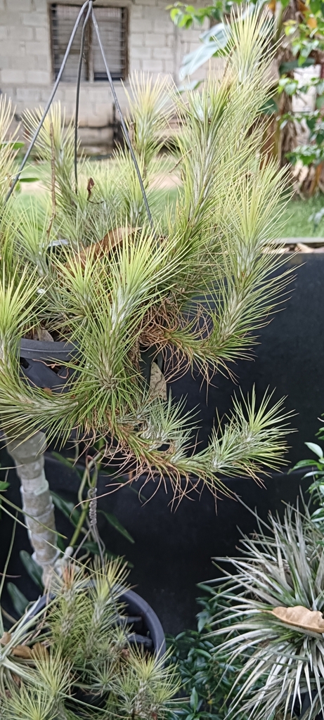 Tillandsia Funckiana From Perkampungan Felda Adela Tunggal Sening