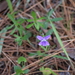 Viola septemloba - Photo (c) mjskinner, όλα τα δικαιώματα διατηρούνται, uploaded by mjskinner