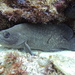 Greater Soapfish - Photo (c) Christian Amador Da Silva, all rights reserved, uploaded by Christian Amador Da Silva