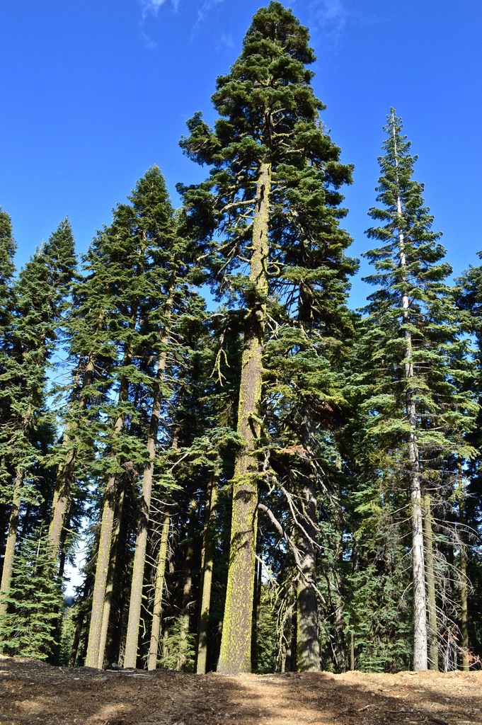 Shasta Red Fir From Mendocino National Forest On May By