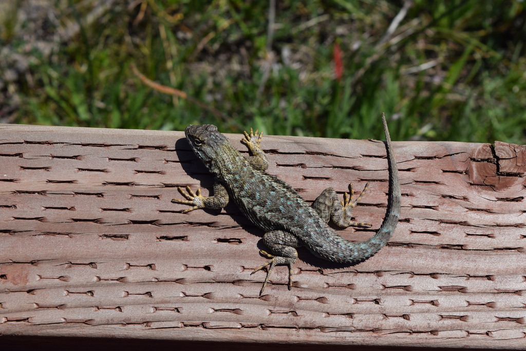 Western Fence Lizard Amphibians And Reptiles Of Ano Nuevo State Park 