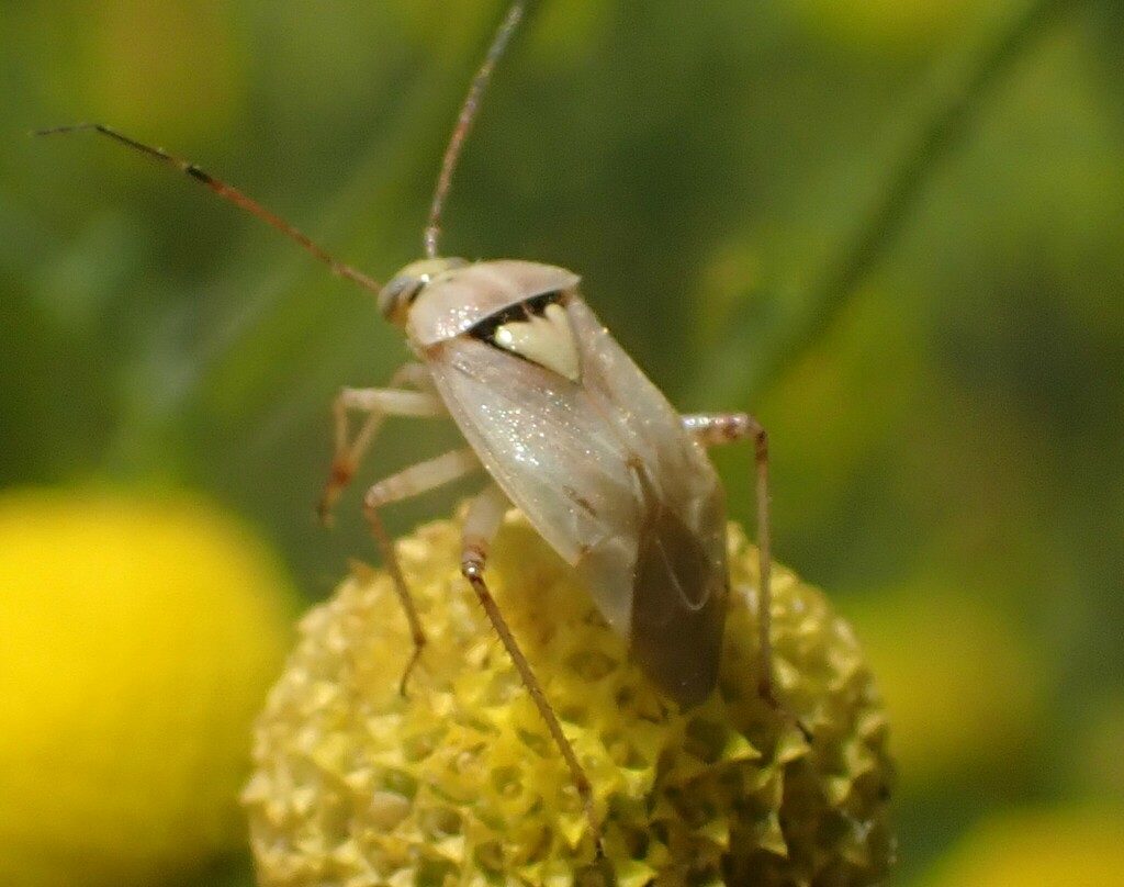 Lygus Bugs From South Mountain Village Phoenix AZ USA On May 24