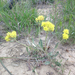 Alpine Golden Buckwheat - Photo (c) david_toledo, all rights reserved, uploaded by david_toledo