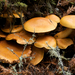 Gymnopilus - Photo (c) Eric in SF, כל הזכויות שמורות, uploaded by Eric Hunt