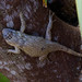 Lundell's Spiny Lizard - Photo (c) SALVADOR POOT, all rights reserved, uploaded by Salvador Poot Villanueva
