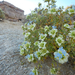 Salvia mohavensis - Photo (c) Kevin Curran, όλα τα δικαιώματα διατηρούνται, uploaded by Kevin Curran