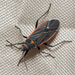 Charcoal Seed Bug - Photo (c) Kim Moore, all rights reserved, uploaded by Kim Moore