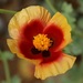 Eastern Horned Poppy - Photo (c) גלית משה, all rights reserved, uploaded by גלית משה