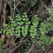 Pellaea cordifolia - Photo (c) Anne, כל הזכויות שמורות