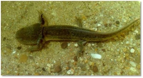 Western Tiger Salamander Idaho Amphibians Inaturalist
