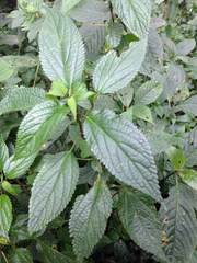 Image of Laportea ovalifolia