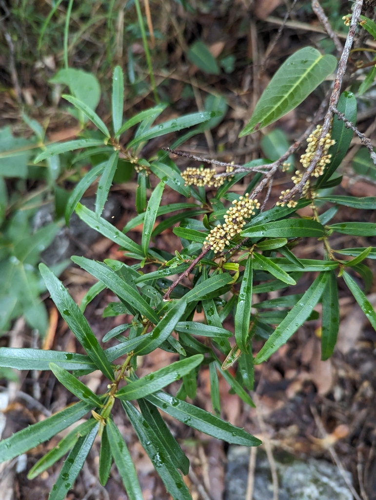 Variable Muttonwood From England Creek Qld Australia On June