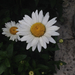 Leucanthemum × superbum - Photo (c) Samantha Vo, όλα τα δικαιώματα διατηρούνται, uploaded by Samantha Vo