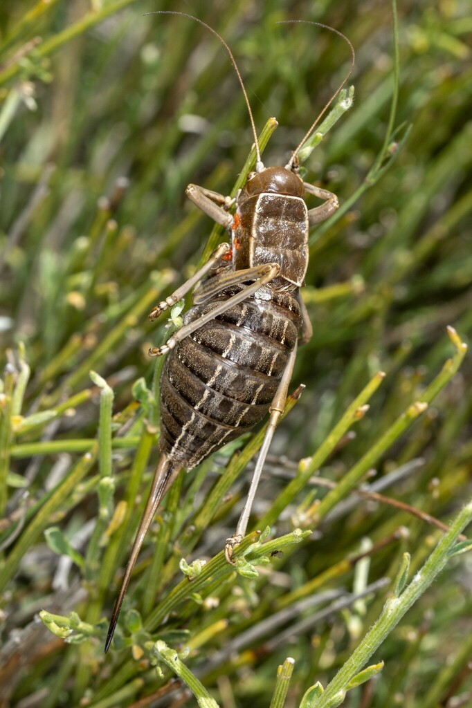 Unarmed Saddle Bush Cricket From Granada Spain On July At